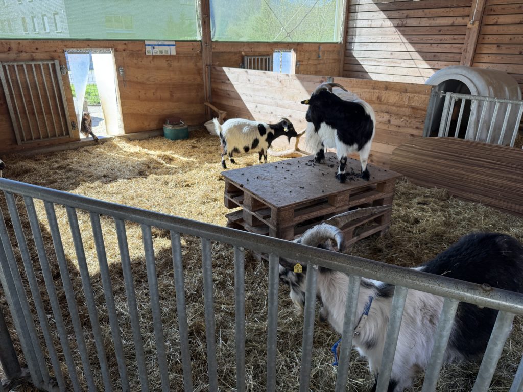 Tiere Sunnahof Göfis